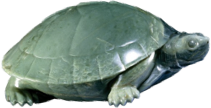 Turtle object from the collection